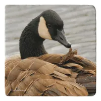 Canada Goose on the Lake Trivet