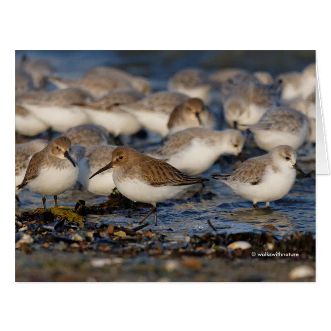 Cute Dunlins Sanderlings Sandpipers at Beach