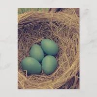 Robin Nest and Eggs Postcard