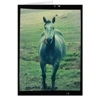 Gray Mare