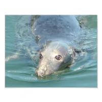 Cute Seal Photo Print, from Cape Cod Chatham Pier