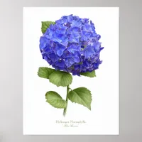 Blue Hydrangea Original Art Print