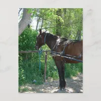 Amish Horse Waiting Under the Trees Postcard