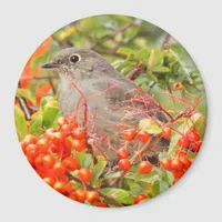 Townsend's Solitaire on the Pyracantha Magnet