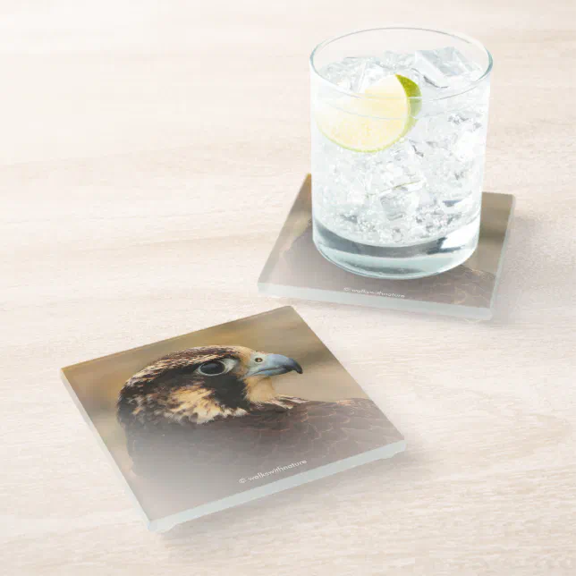 Stunning Vignetted Profile of a Peregrine Falcon Glass Coaster