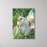 Rooster in the hay meadow canvas print