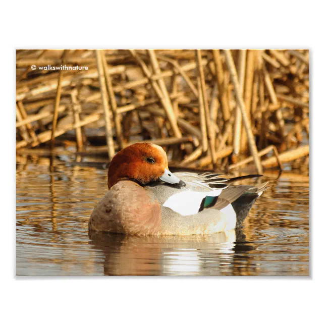 Handsome Stranger in Town Eurasian Wigeon Photo Print