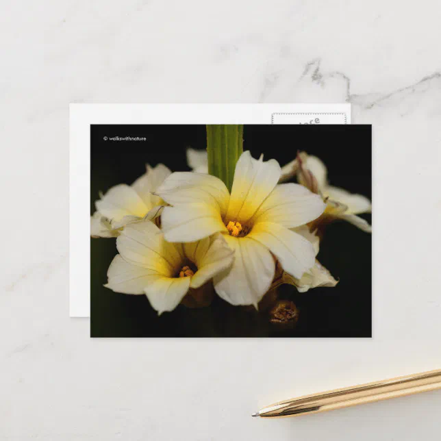 Beautiful Satin Flowers on Black Postcard