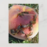 A Dozen Bees And A Peach Postcard