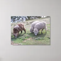 Canvas print - Three sheep