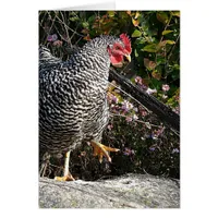 Barred Rock