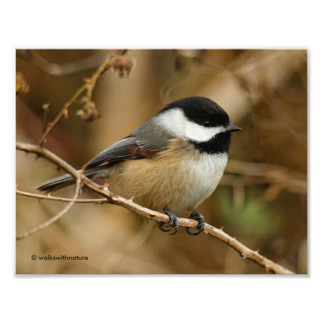 Profile of a Black-Capped Chickadee Photo Print