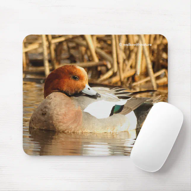 Handsome Stranger Eurasian Wigeon Duck at the Pond Mouse Pad