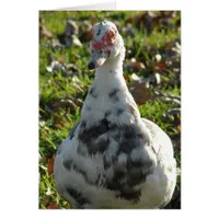 Blue Pied Muscovy Hen