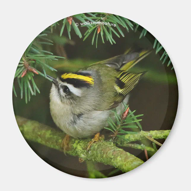 Cute Kinglet Songbird Causes Stir in the Fir Magnet