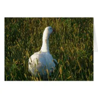 Goose in The Hay Meadow