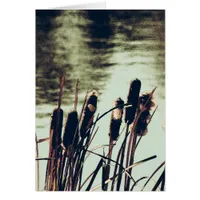 Cattails, Pond Plants
