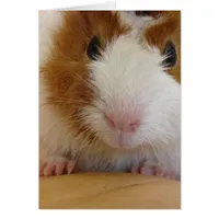 Young Brown and White Guinea Pig on Pumpkin Cards