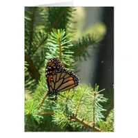 Butterfly on Pine Tree