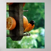 Male Oriole Poster