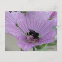 Light Purple Flower With Bee Postcard