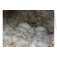 Duck Eggs in a Nest