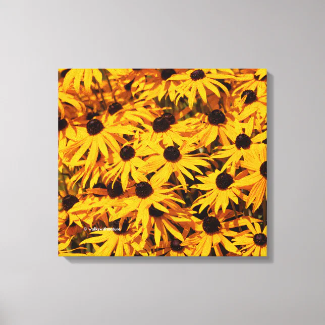 Rudbeckia Fulgida / Orange Coneflower Canvas Print