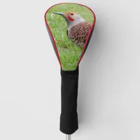 Stunning Northern Flicker Foraging in the Grass Golf Head Cover