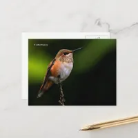 Rufous Hummingbird Perches on Fruit Tree Postcard