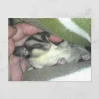 Sugar Glider Sleeping in Blanket Postcard