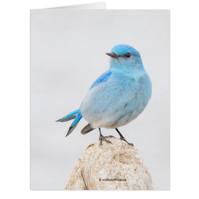 Beautiful Mountain Bluebird