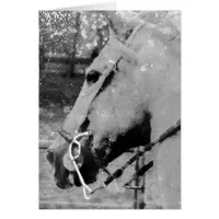 Black and White Horse Grunge, Birthday