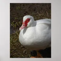 Beauty the Muscovy Hen Poster