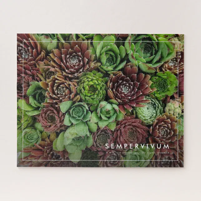 Bird's Eye View of Sempervivum Plants Jigsaw Puzzle