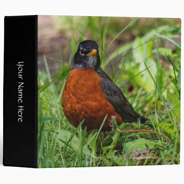 A Curious American Robin 3 Ring Binder