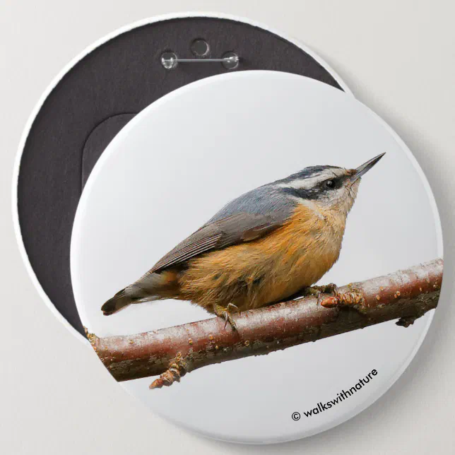 Beautiful Red-Breasted Nuthatch on a Branch Pinback Button