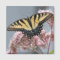 Tiger Swallowtail Butterfly on Pink flower Magnet