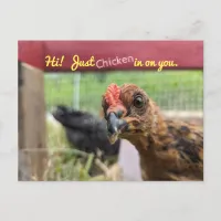 Funny Chickens Postcard