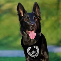 Imperial Pet Bandana Collar