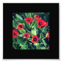 A Bunch of Red Tulips Photo Print