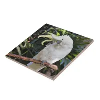 Sulfur-Crested Cockatoo Waves at the Photographer Ceramic Tile