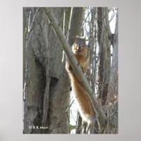 Poster - Squirrel