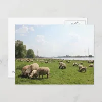 Grazing Sheep by the Rhine Postcard