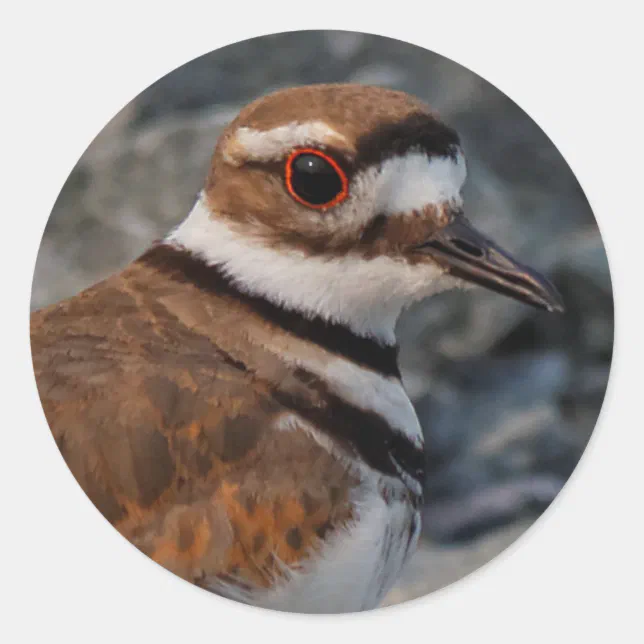 Closeup of a Killdeer Classic Round Sticker