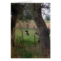 Dairy Cattle In A Pasture, All Occasions Greeting 