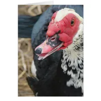 Muscovy Drake