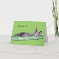 Card - Greeting - Gray kitten