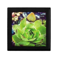 Hen and Chicks Gift Box