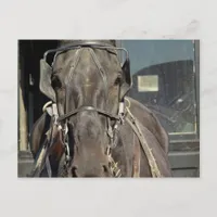 Amish Buggy Horse Postcard