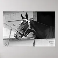 Horse in Black and White, Vintage Photography Poster